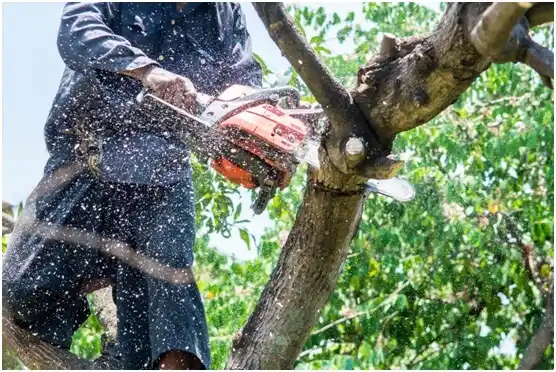 tree services Groom